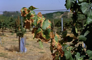 PD symptoms on vineyard